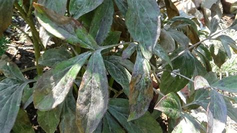 Powdery Mildew On Peonies