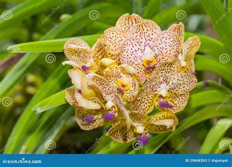 The Hybrid Vanda orchid stock image. Image of bouquet - 29668263