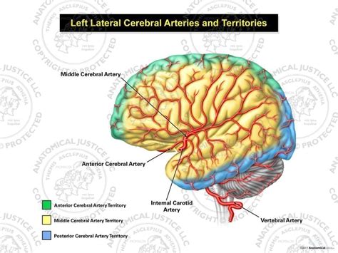 Cerebral Arteries Map