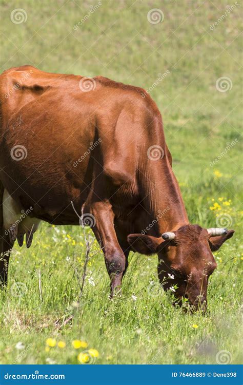 Ganado En El Pasto Foto De Una Vaca En El Campo Imagen De Archivo