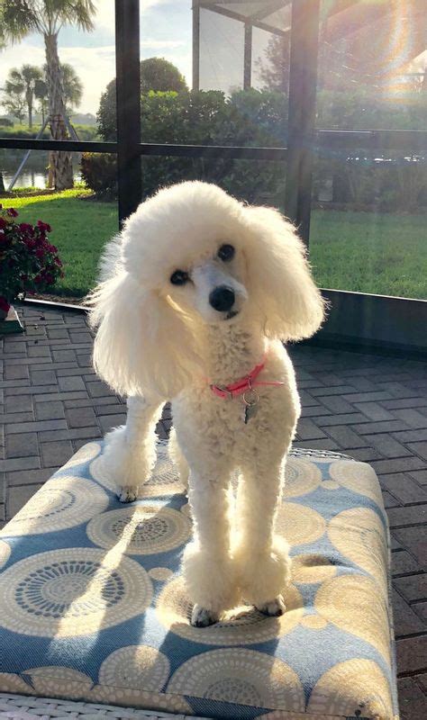 Top 10 poodle haircut ideas and inspiration