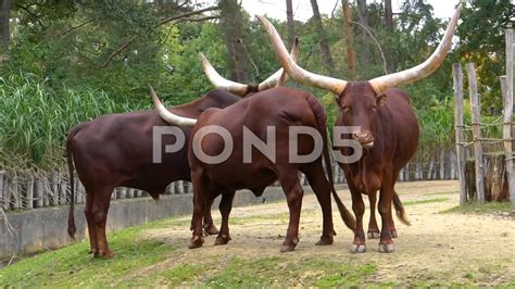 African Watusi Cattle