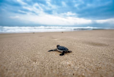 Dónde liberar tortugas marinas en Puerto Vallarta 2025