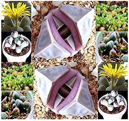 Sementes Cacto Pedra Viva Lithops Lapidaria Margaretae Succulent