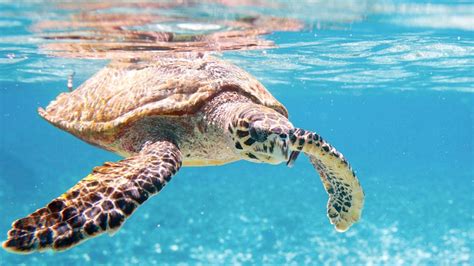 The Unlikely Sea Turtle Saviour Bbc Travel