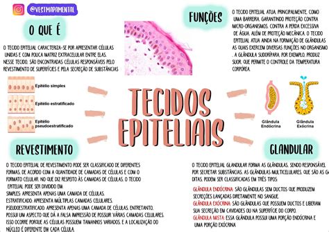 Mapas Mentais Sobre Tecido Epitelial Study Maps