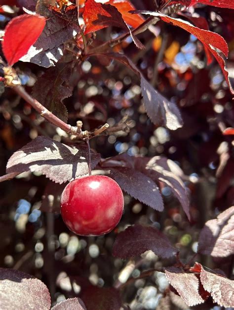 Purple Leaf Sand Cherry Prunus Cistena Dwarf Red Leaf Plum Seeds