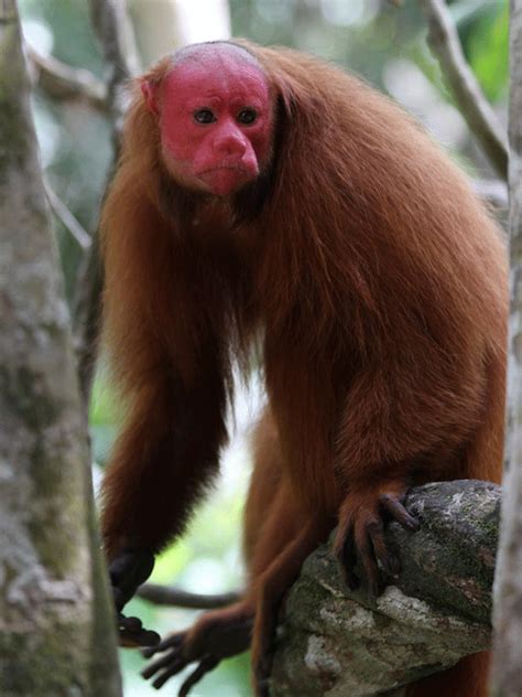 Bald Uakari | The Animal Facts | Appearance, Diet, Habiat, Behavior