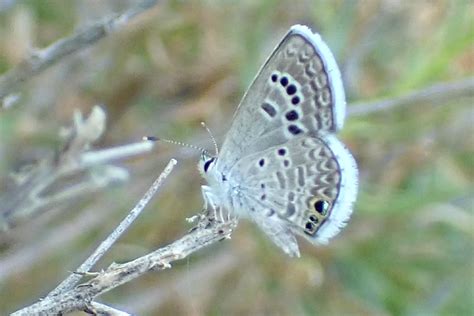 Reakirt S Blue From South Mountain Village Phoenix Az Usa On June