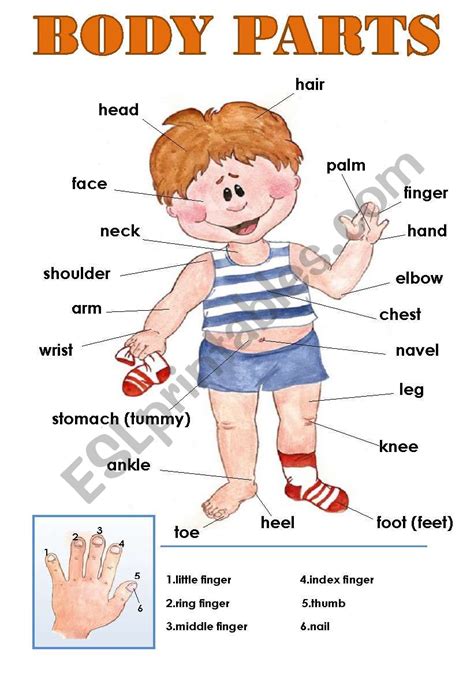 Body Parts Labelling Worksheet Esl Worksheet By Abipawlowski Hot Sex