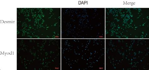 Immunofluorescence Images Of Muscle Derived Stem Cell Induction