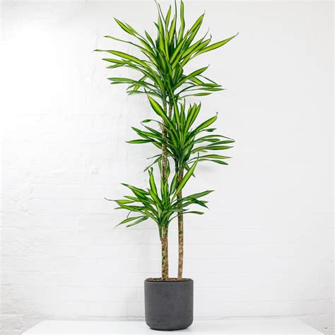 Dracaena Fragrans Riki Corn Plant Mass Cane Oxy Plants