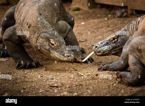 Ecosistema Del Drago Di Komodo Immagini E Fotografie Stock Ad Alta