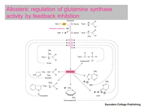 February 14 Chapter 26 Amino Acid Metabolism Ppt Download