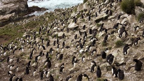 This Island Full of Penguins Can Be Yours for the Right Price | Mental ...