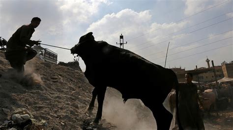 عجل يقتل شخصا ويصيب تسعة قبل دقائق من ذبحه في مصر