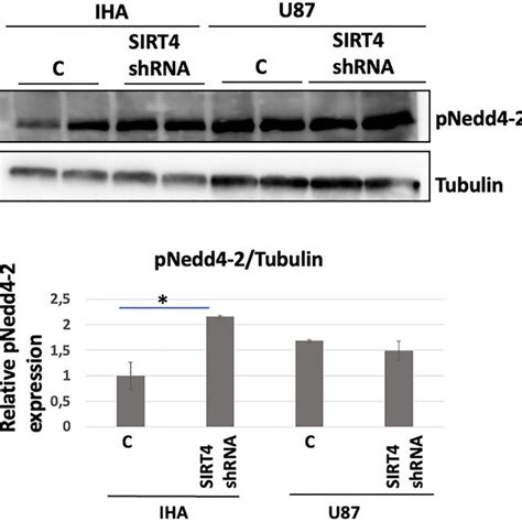 Phosphorylated Nedd4 2 Pnedd4 2 Is Increased After Sirt4 Silencing In Download Scientific