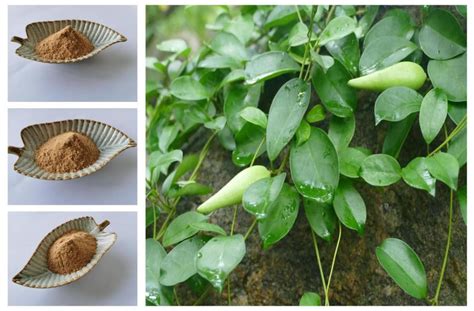 High Quality Gymnema Sylvestre Extract Powder Suppliers Manufacturers