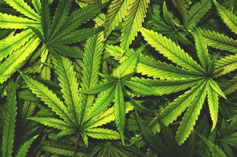 Tout savoir sur les cannabinoïdes les phytocannabinoïdes et les