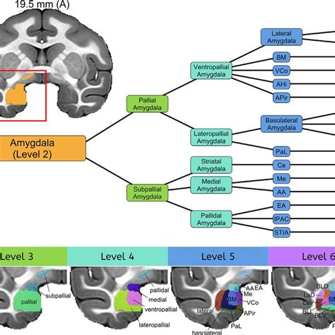 Hierarchical Parcellation Of The Amygdala The Amygdala A Subcortical