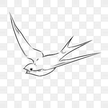 Blanco Y Negro De Las Aves Png Vectores Psd E Clipart Para Descarga