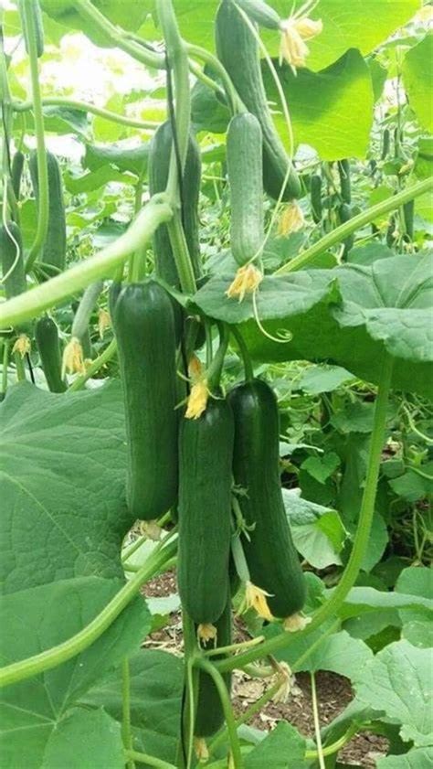 30 Heirloom Cucumber Seeds Boston Pickling Organic Crispy Etsy