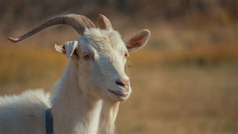 Capretta Presa A Calci E Uccisa Ad Anagna Oipa Denuncia Gli Autori Del