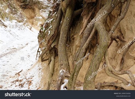 Loess Soil Tree Roots Images Stock Photos Vectors Shutterstock