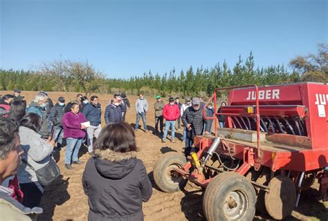 Alfalfa Se Transforma En Una Alternativa Forrajera Para El Secano