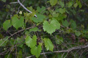 Muscadine Grape Vines: Difficult To Control In Your Landscape - UF/IFAS ...