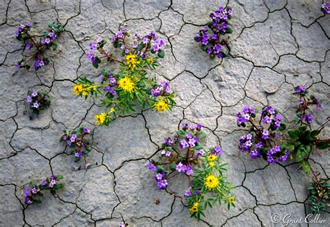 Wildflowers, Utah nature photography, desert, flowers, mud