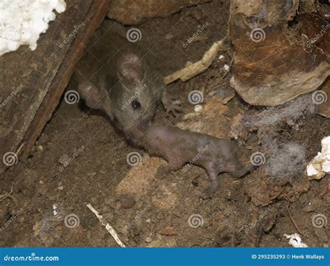 Closeup On A Mother House Mouse Mus Musculus Saving Har A Naked Baby Mouse Stock Image