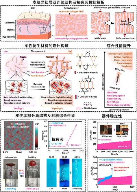 南理工傅佳骏教授团队 Adv Matermater Horiz：仿生设计制备抗疲劳柔韧自修复材料中国聚合物网科教新闻