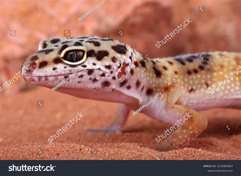 Portrait Leopard Gecko Sand Stock Photo 2232885687 Shutterstock