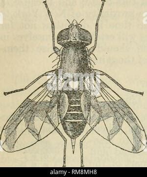 apple worm maggot Larvae of insect fly moth apple worm maggot LARVAE vernim codling made Stock ...