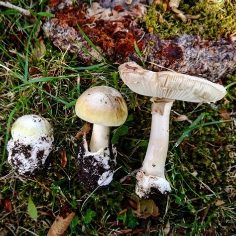 Death Cap Mushroom, Vancouver Island, BC | Gohiking.ca