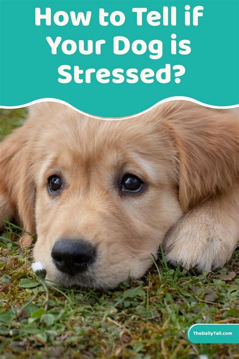 How To Tell If Your Dog Is Stressed Signs Of Dog S Body Language Artofit