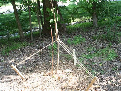 The Best Way To Stake A Tree