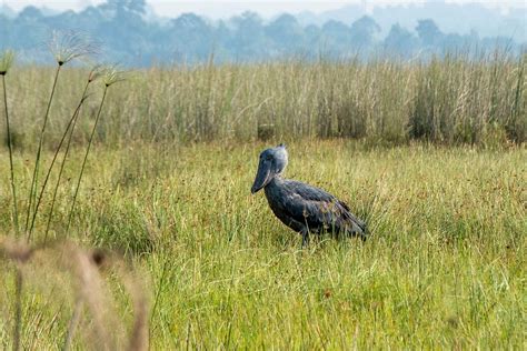 Shoebill Stork Safaris In Bangweulu Swamps Zambia Uganda Gorilla Trips