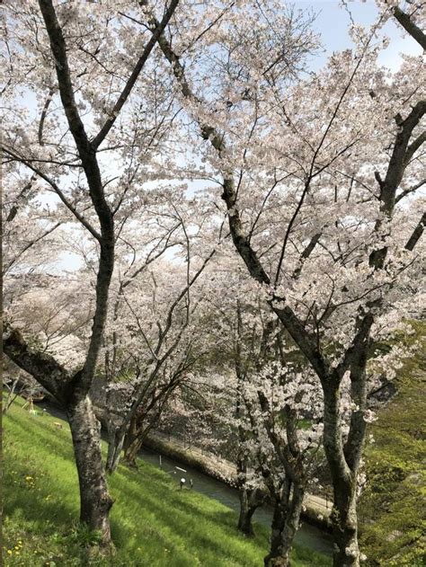 『桜満開 大津 長等公園～三井寺～琵琶湖疎水を歩いてきました。』大津滋賀県の旅行記・ブログ By Olive26さん【フォートラベル】