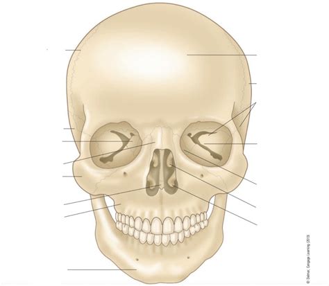 Anterior Adult Skull Diagram Quizlet