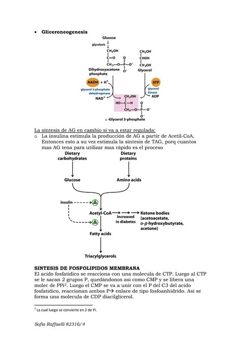 Solution Metabolismo De Lipidos Ii Bioqui Studypool