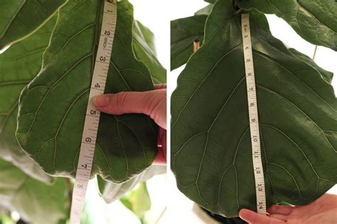 Double Its Growth How To Fertilize Your Fiddle Leaf Fig Dossier Blog