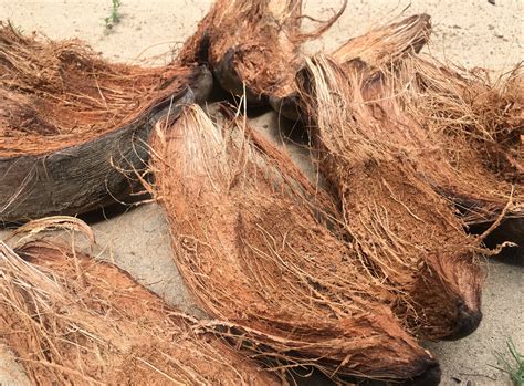 Coconut Husk Pieces Natural Ecofriendly Coconut Coir Pure Coco