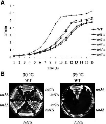 Deletion Of Tot Genes Confers Slow Growth And Thermosensitive