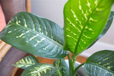 How To Grow And Care For Dieffenbachia Dumb Cane