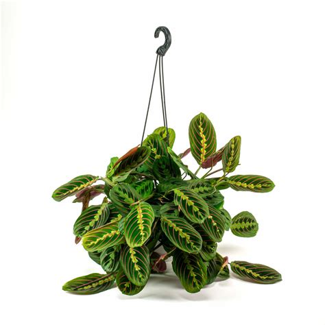 House Of Plants Discount Code at Bev Wood blog