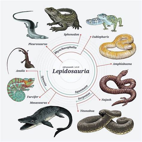 lepidosauria  cladogram poster  franz anthony