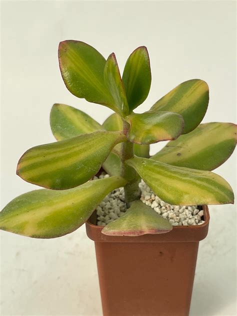 Crassula ovata f. variegata - Gold — Cactus-shop