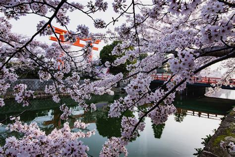 These Are the Best Kyoto Cherry Blossom Spots